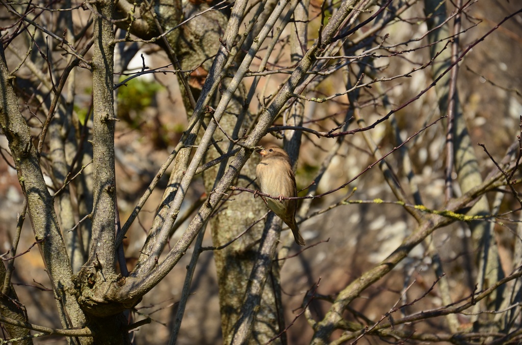 2016-12 France/Mont St Michel/DSC_0091.JPG